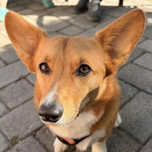 Fundraising Page: Abby Goetcheus